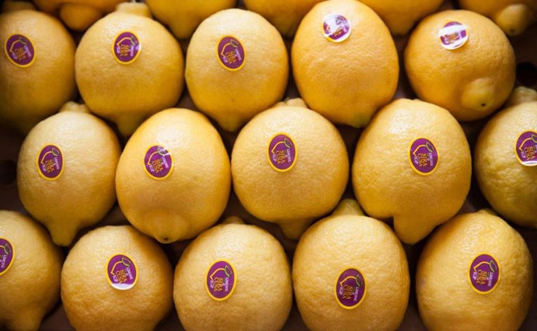 Agrumicoltura. Ad Avola il punto della situazione tra luci e ombre per il futuro