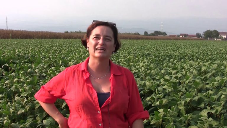 Mais in Pianura Padana: produzione dimezzata negli ultimi venti anni. Gli agricoltori vicentini dialogano con i produttori mondiali