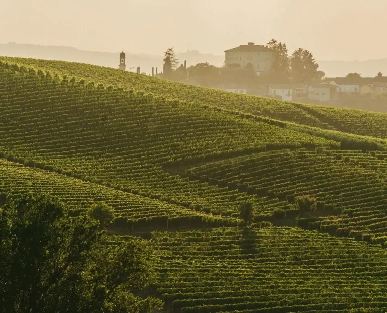 Vendemmia: l’Asti Docg riduce le rese e prevede lo stoccaggio