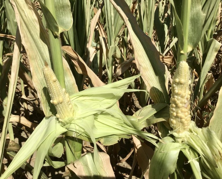 Siccità. Giustiniani (Confagricoltura Veneto): Accelerare sui progetti di risparmio idrico e sugli invasi per trattenere l’acqua