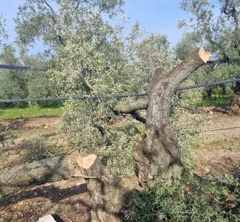 Sicurezza nelle campagne. Cia Levante: Più sostegno alle forze dell’ordine