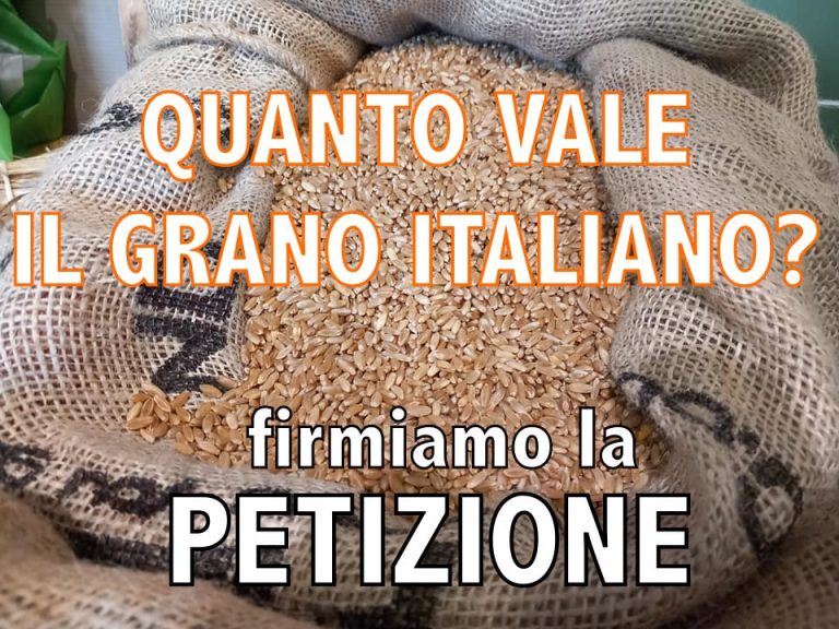 Quanto vale il grano italiano? La petizione online per la salvaguardia e valorizzazione