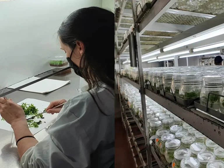 Dal laboratorio al campo: ai Georgofili incontro sullo sviluppo delle TEA