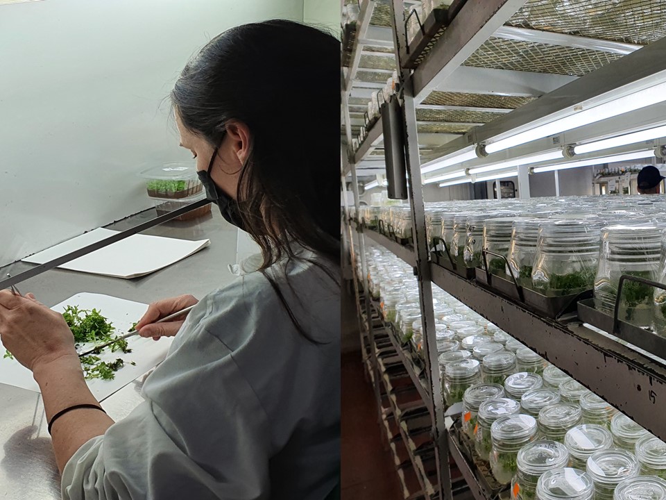 Dia Internacional das Mulheres e Meninas na Ciência, hoje, 11 de fevereiro.  Heróis na agricultura