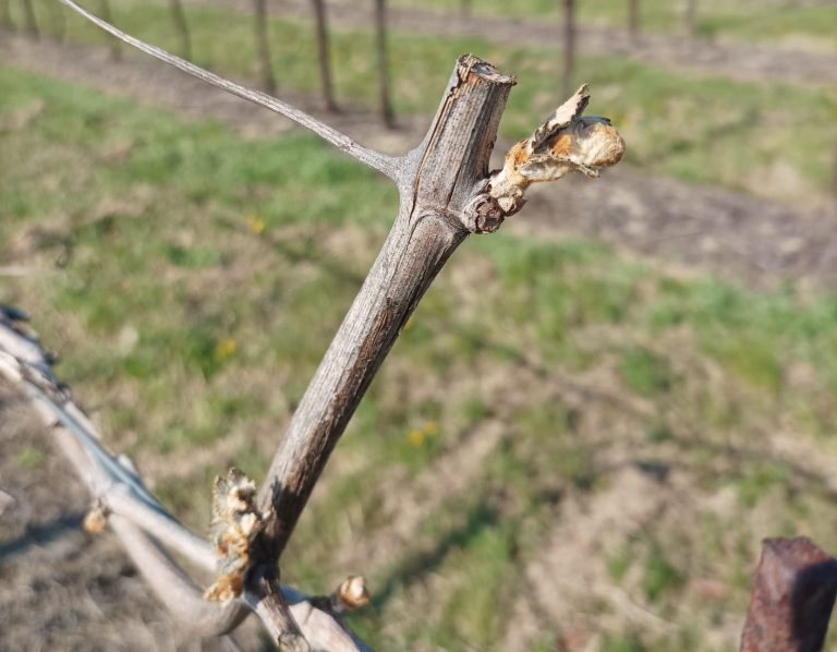 Cia Romagna: agricoltura alle prese di nuovo con le gelate notturne anche fino a -6°C