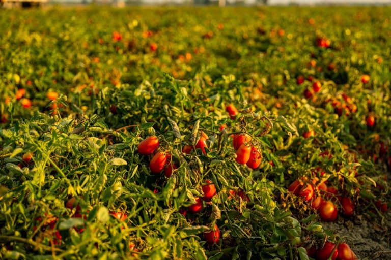 Pomodoro, Copagri: Puntare a miglioramento quali-quantitativo di produzione di punta