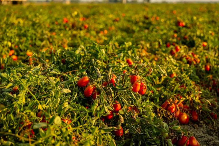 Pomodoro da industria, al via la raccolta in Campania. Confagricoltura: Caldo anticipa i tempi, produzione in lieve calo ma qualità e prezzi non cambiano