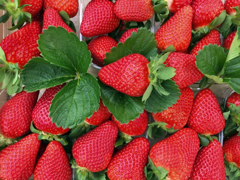 Fragole fino a 4,5 euro/Kg; seppie fino a 10 euro/Kg. Il report primaverile di BMTI