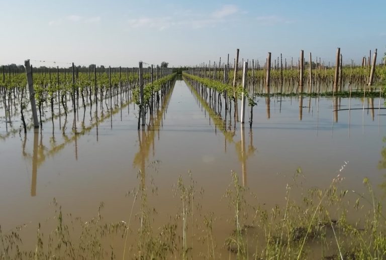 Maltempo Emilia-Romagna. Copagri, ancora conta dei danni, frutticoltura in ginocchio