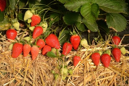 Fragola. A Boves Agrion fa il punto sulle varietà tradizionali per i rilancio del locale