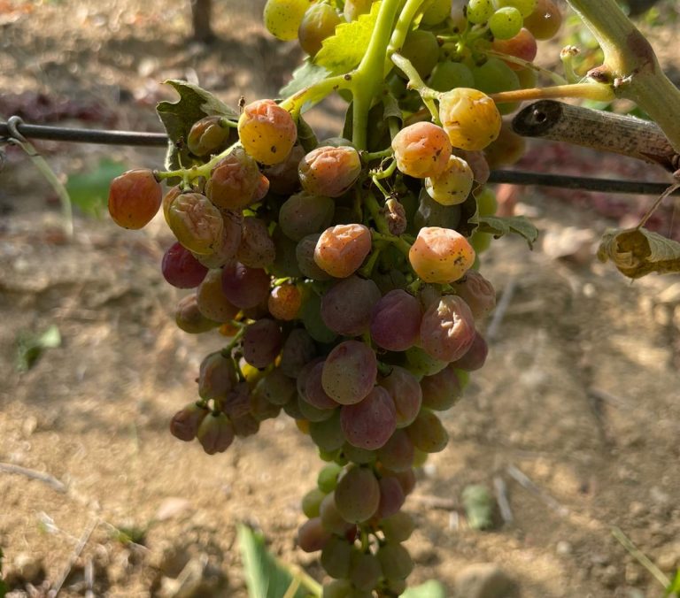 Il Nord Italia diventa tropicale. L’Osservatorio Anbi rileva indici da caldo tropico a cui si aggiungono i fenomeni estremi