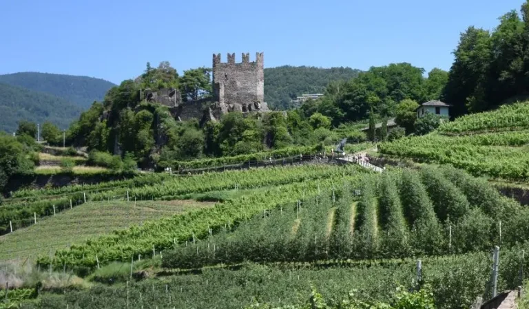 Vendemmia Trentino-Alto Adige: crescita del 9% rispetto al 2024, prospettive di elevata qualità