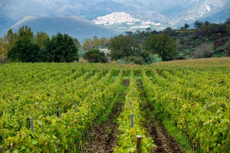 Soldi europei per il vino Sudafricano. Consorzio Etna Doc: una follia