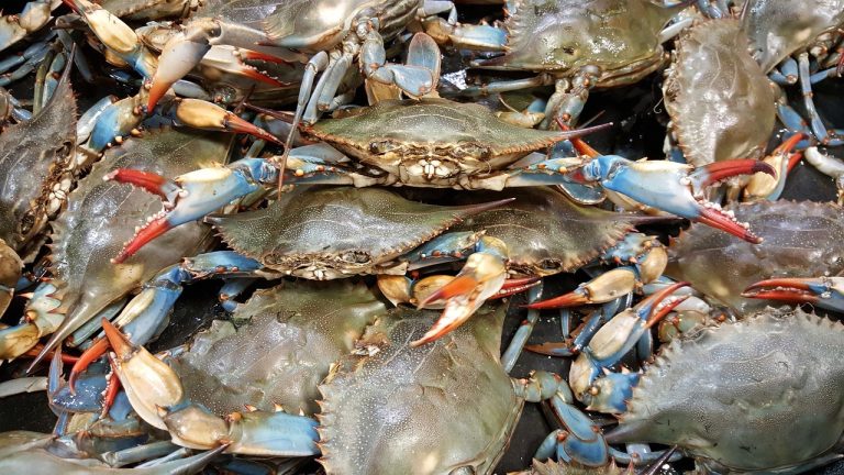 Quasi 40 milioni di euro per combattere il Granchio Blu. Lollobrigida, salvaguardiamo la biodiversità
