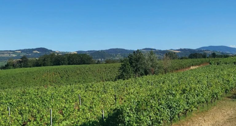 OCM Vino. In Emilia Romagna proroga al 31 ottobre per le domande