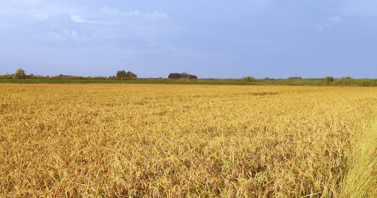 Riso: BF spa e Le Stagioni d’Italia al Cibus lanciano il progetto “Filiera Trasparente”