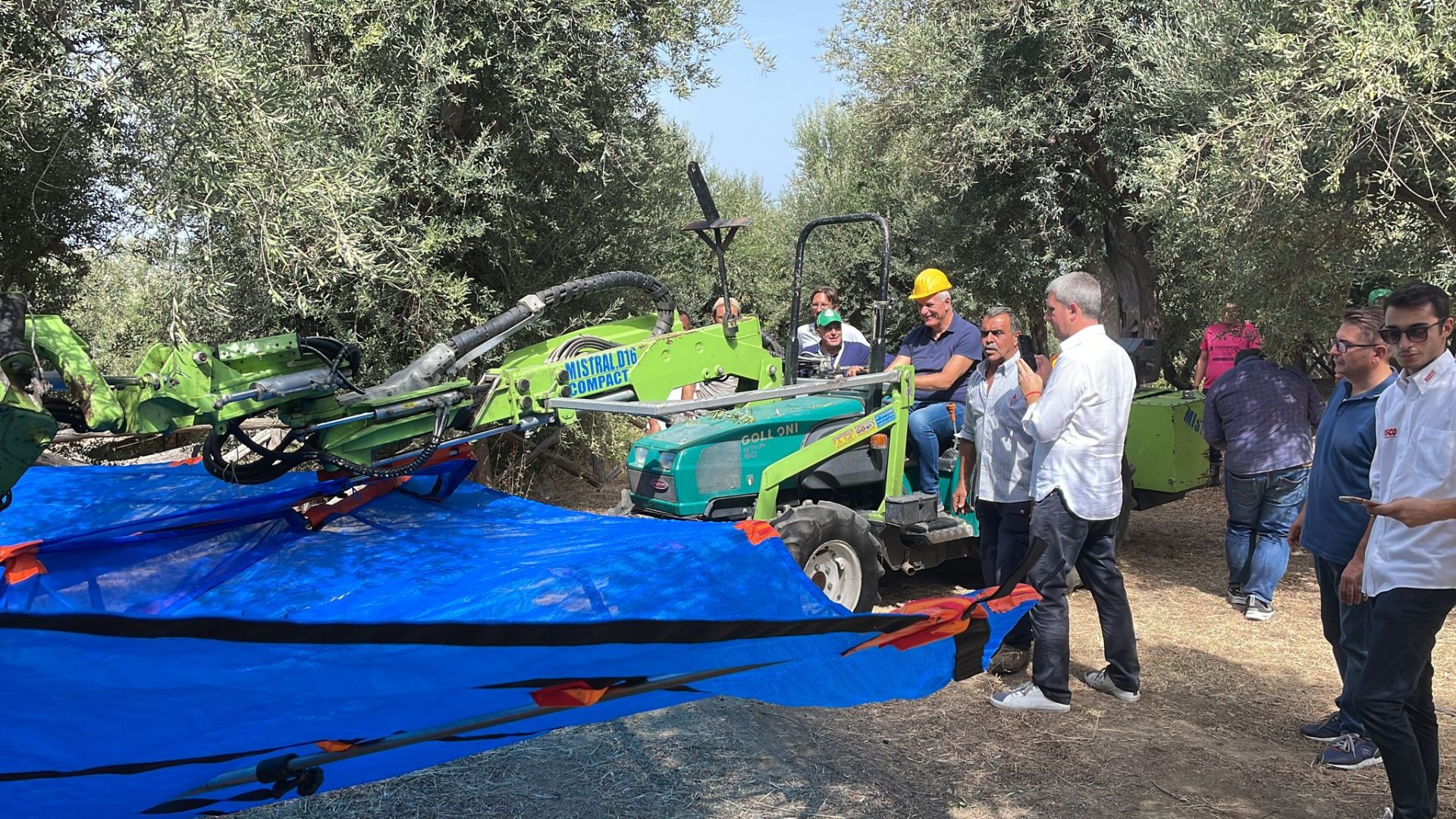 In Campania al via la raccolta delle olive per il primo Olio Campania IGP