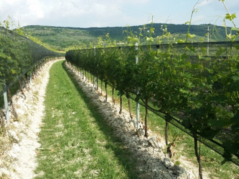 Uva da vino. Arrigoni pensa al futuro con nuove soluzioni per la difesa dai cambiamenti climatici
