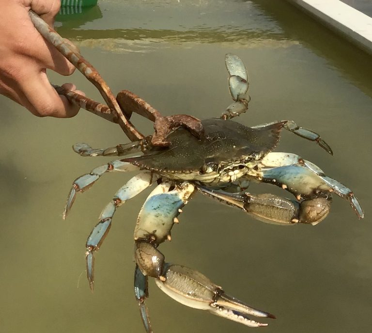 Granchio Blu. La Regione Veneto distribuisce 14 milioni di semi di vongola ai pescatori di Scardovari