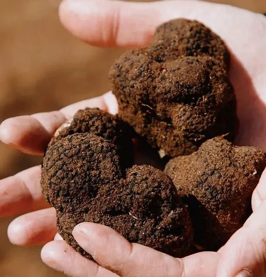 Tartufo siciliano. C’è il disco verde della Regione Sicilia per la coltivazione e la commercializzazione