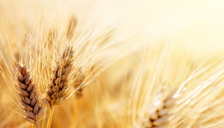 Grano duro: crescono le superfici per la produzione di sementi (+10%). Assosementi: pronti per richieste nuova Pac