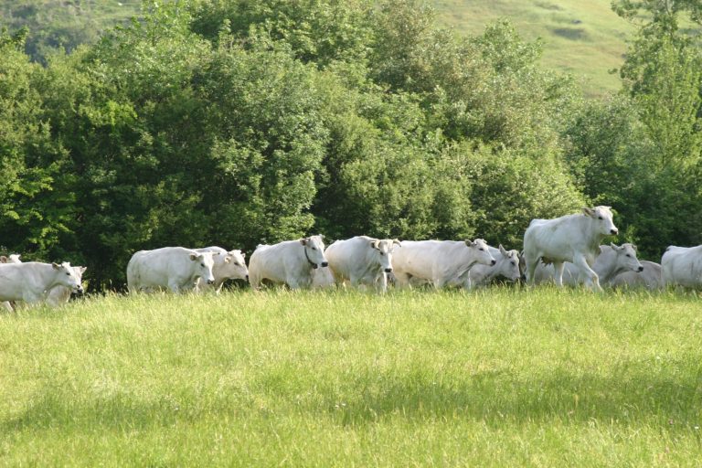 In Toscana un milione di euro per prati a pascolo