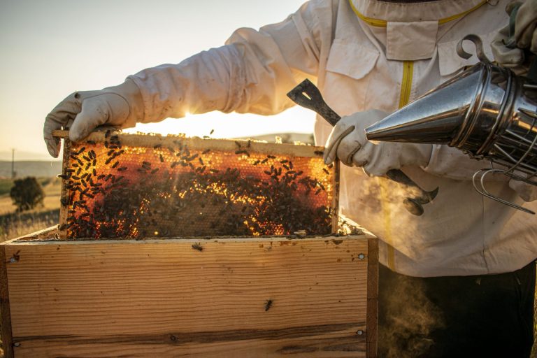 Nelle Marche altri 100mila euro per il settore dell’apicoltura