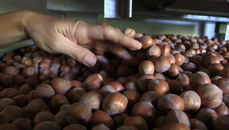 Nocciole, ecco la forbice di prezzo. Confagricoltura Asti: Auspichiamo un rialzo dei valori per dare reddito alle aziende