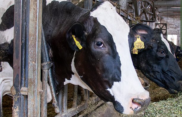 Foraggi, Gruppo Carli: nutrizione zootecnica tra efficienza alimentare e produzione
