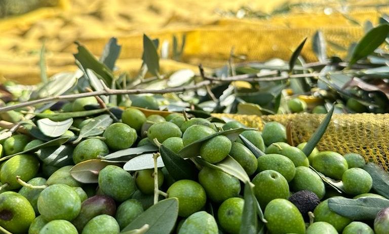 La Raccolta delle Olive alla Tenuta Cavalier Pepe, tra le prime 100 Eccellenze al mondo del World’s Best Vineyards