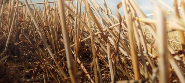 Ciech presenta Halvetic, il rivoluzionario erbicida per un’agricoltura sostenibile