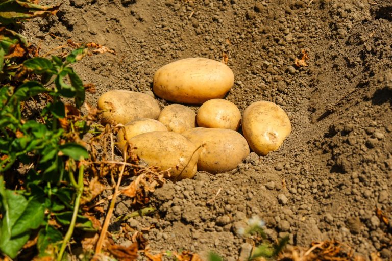 Patate causa dei cambiamenti climatici secondo FAO. Coldiretti, nel 2024 +18% di prodotto dall’estero
