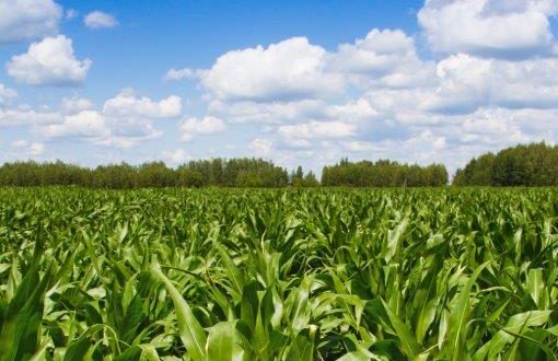 Corteva e Pairwise uniscono le forze per accelerare l’editing genetico e per migliorare la resilienza climatica in agricoltura