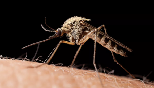 Campilobatteriosi e salmonellosi ancora al di sotto dei livelli pre-pandemia: infezioni da virus del Nilo occidentale in aumento