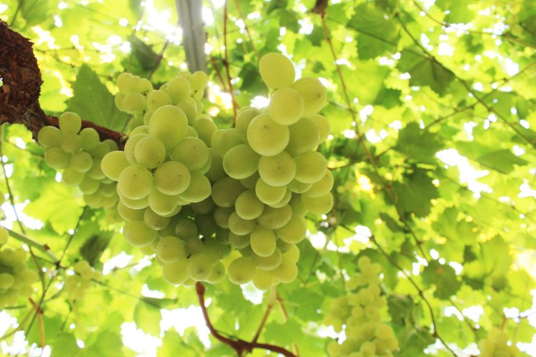 Uva da tavola. L’Italia cerca il rilancio sul mercato mondiale con coltivazione fuori suolo e innovazione genetica