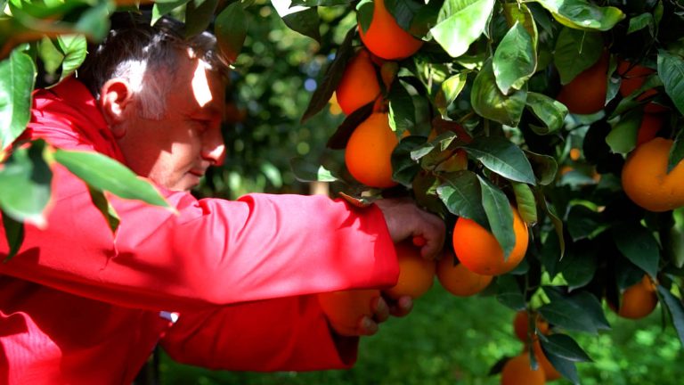 Siccità. In Sicilia agrumicoltura in ginocchio. Le richieste congiunte per Arancia Rossa IGP e Ribera DOP