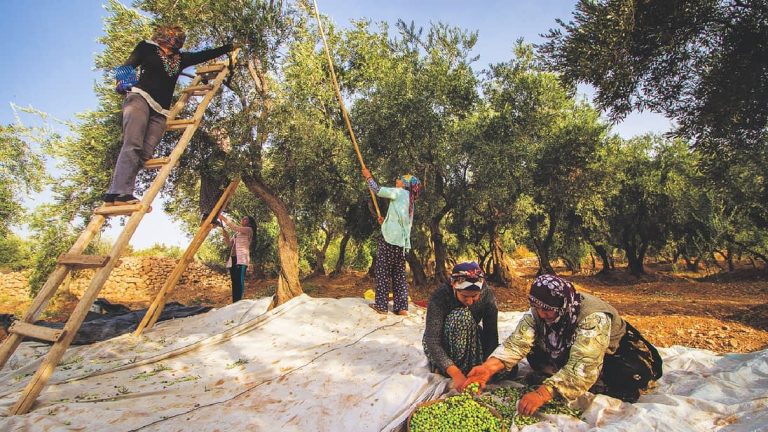 In Turchia l’olivicoltura diventa Patrimonio Immateriale Unesco. Nel 2023 prodotte 421.000 ton di olio