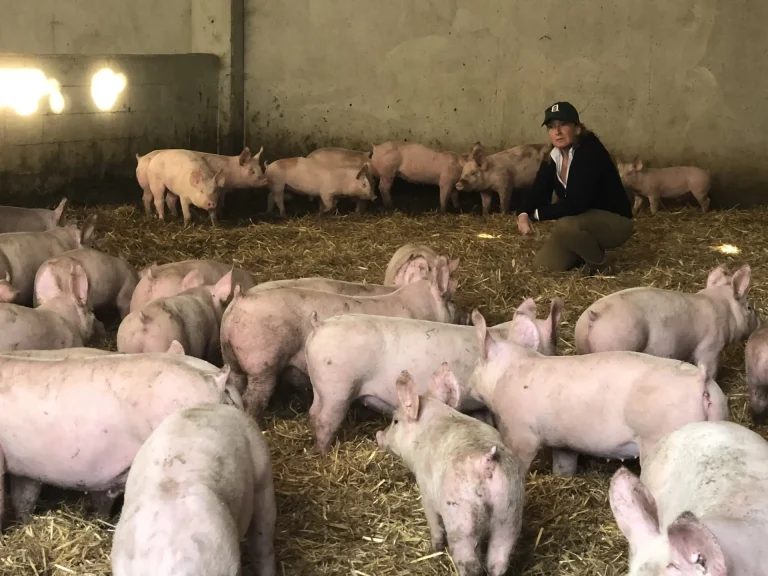 CdM autorizza stanziamenti in favore del settore agricolo. Confagricultura: Un supporto concreto per gli allevatori colpiti da PSA e per l’innovazione