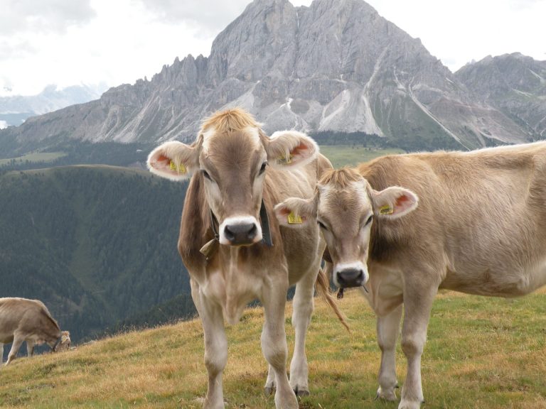 In Lombardia bando da 500mila euro per la formazione degli addetti alle imprese agricole e zootecniche