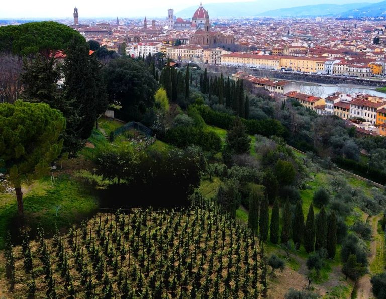 La prima vigna urbana di Firenze. Donne Fittipaldi presenta Vigna Michelangelo e mette a dimora 700 nuove piante