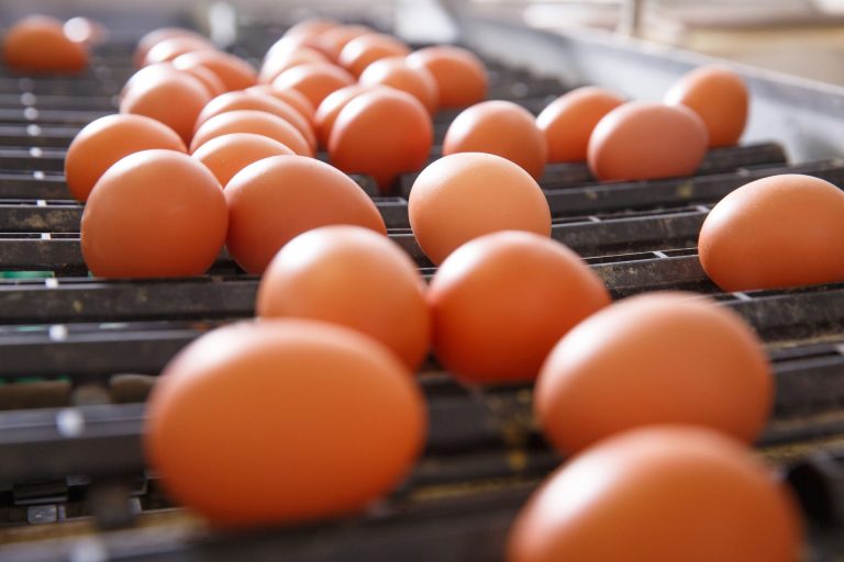Uova, obbligo Ue di timbratura nel luogo di produzione