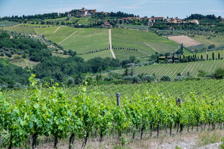 OCM Vino: in Toscana aperti i bandi per la promozione all’estero con quasi 11milioni di plafond