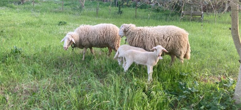 Sostegno agli allevamenti toscani per il benessere animale