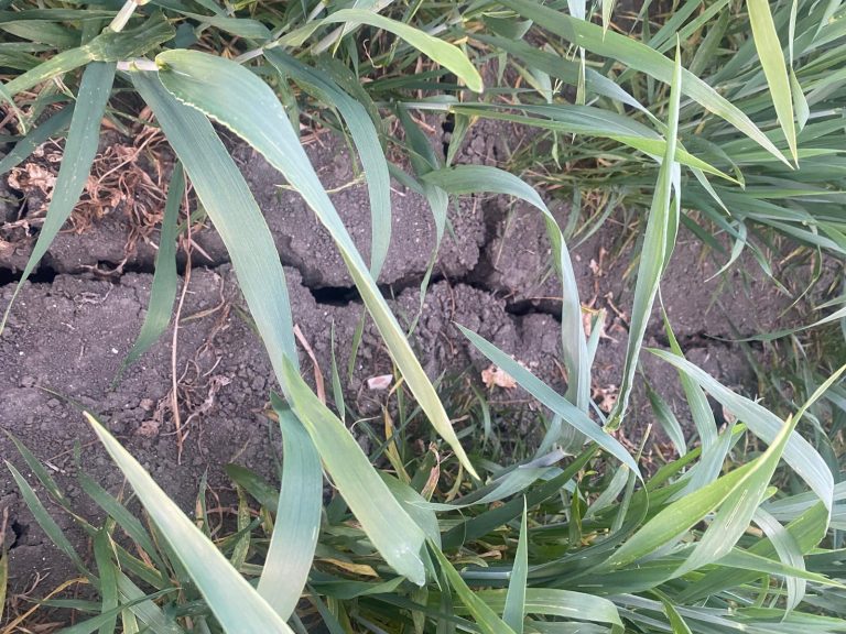 L’agricoltura della Valdichiana all’asciutto. Cia Toscana: Diga del Montedoglio, gli agricoltori aspettano l’acqua da trentadue anni