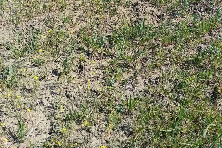Siccità. Lollobrigida: In totale 127 milioni di euro a sostegno delle imprese agricole del Sud colpite