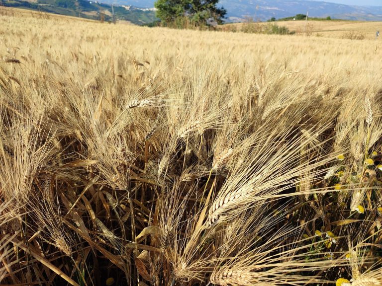 Grano italiano quotato meno del canadese. Perse 200 euro a tonnellata in due anni. Cia Puglia: Colpo di grazia a nostra cerealicoltura