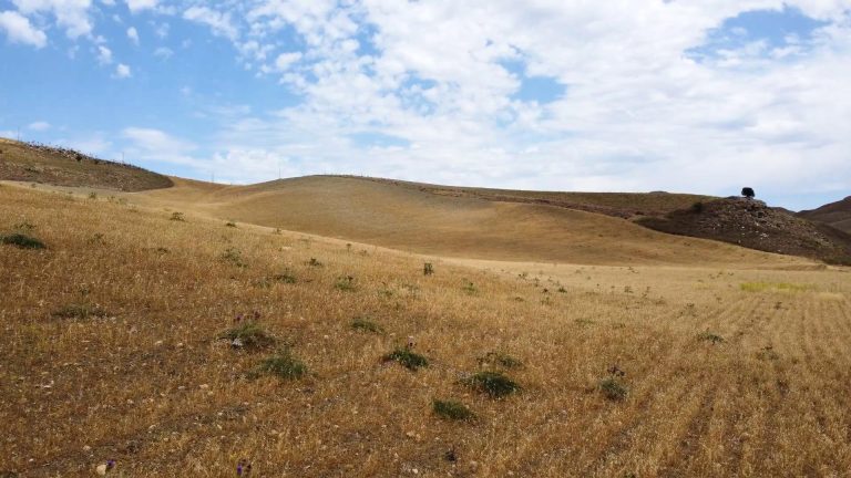 Pac, Confeuro: Ok commissione agricoltura Pe ma più attenzione piccole e medie imprese