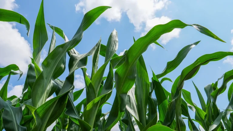 Senza urea a rischio l’agricoltura della Pianura Padana. In difficoltà anche le piccole imprese