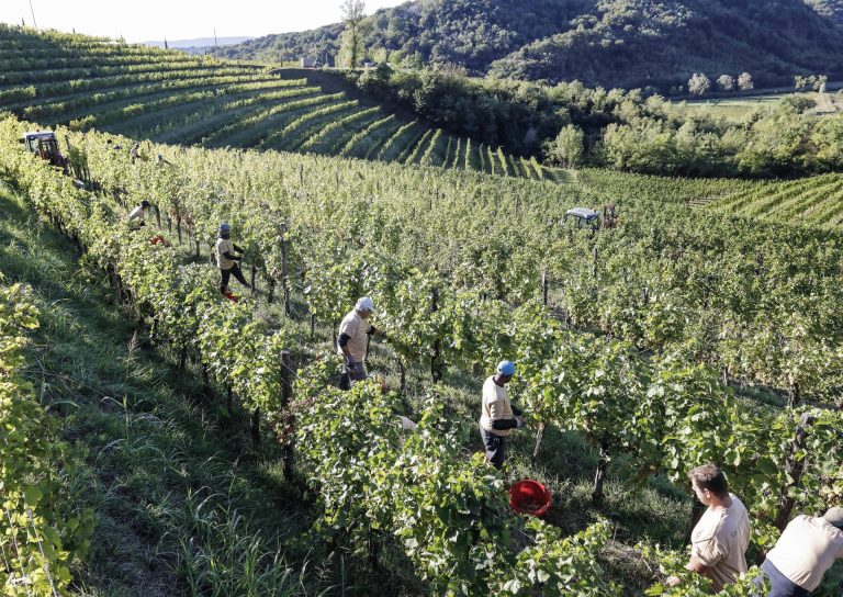 Lavori agricoli in esterno. Confagricoltura Fvg su contratto di appalto: conoscerlo bene per evitare sanzioni