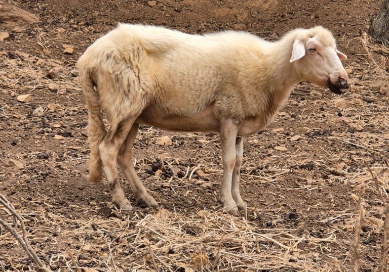 In Liguria 28 mila euro per lo smaltimento di capi allevati morti per calamità naturali